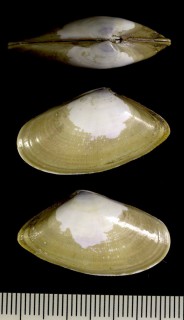 ニヨリフランスナミノコ Donax vittatus small