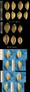 イボダカラ Staphylaea nucleus small