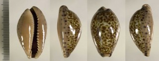 カシュウダカラ Zonaria annettae annettae small