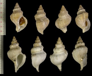 ヨーロッパウネエゾボラ Neptunea despecta small