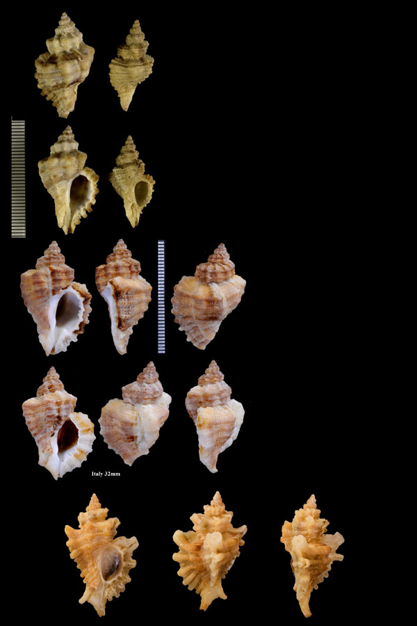 イギリスヨウラク Ocenebra erinacea small