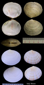 アツツキサラガイ Arcopagia crassa small