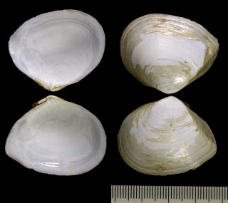 カリブシラトリ Macoma constricta small