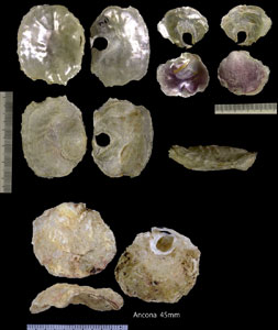 ヨーロッパナミマガシワ Anomia ephippium small