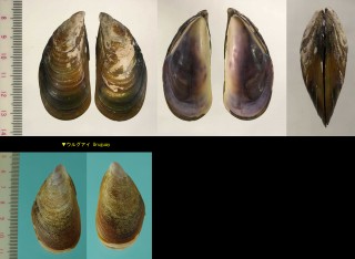 ペルナイガイ Perna perna small