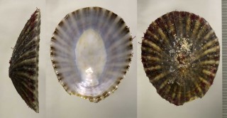 ヨウヒカサ Patella nigra small
