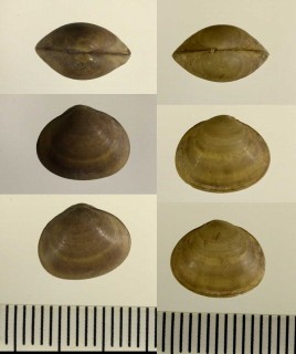 ヨーロッパドブシジミ 仮称 Sphaerium corneum small