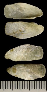サヤガイ Spengleria mytiloides small