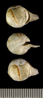 スズガイ Jouannetia cumingii small