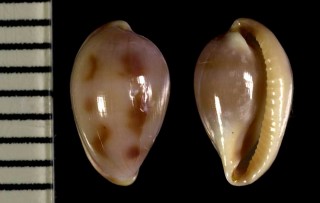 ニッポンコダマウサギ Testudovolva nipponensis small