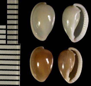チョウシコダマウサギ Habuprinovolva chosiensis small