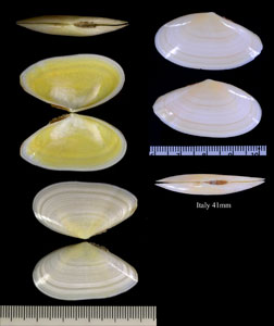 ツヤザクラ Peronidia albicans small