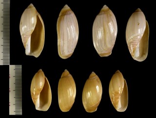 カメボタル Ancilla mauritiana small