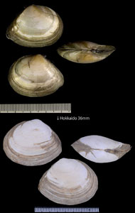シラトリガイ (シリフリシラトリ) Macoma nasuta small