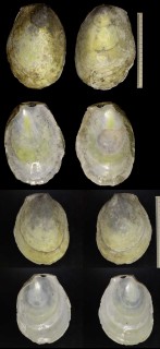 コサメオオハネ Acesta philippinensis small