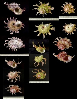 キナノカタベ Angaria sphaerula small