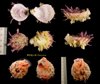 ウミギク未詳 Spondylus sp. small
