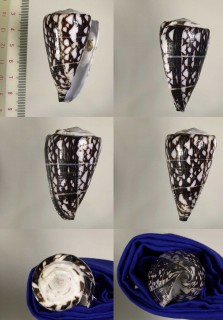 コクタンミナシ Conus marmoreus nigrescens small