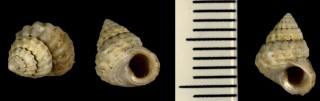 ナナエビス Tibatrochus incertus small