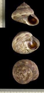 ミキエビス (コマエビスの型) Calliostoma mikikoae small