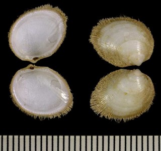アフリカのシラスナガイ Limopsis chuni small