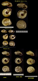 ミスジマイマイ Euhadra peliomphala small