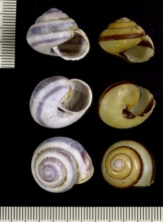 アマミヤマタカマイマイ Luchuhadra shigetai small