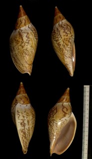 マボロシメロンボラ (シマメロン) Ericusa sowerbyi small