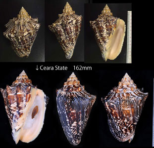 ヘブライボラ Voluta ebraea small