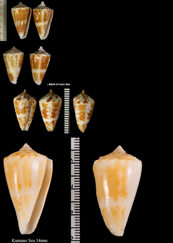 リシケイモ (オカモトイモ) Conus lischkeanus small