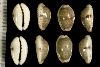 ツギノコモンダカラ Erosaria erosa chlorizans small