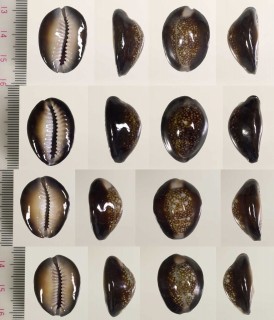 ヤセハナマルユキ Erosaria caputserpentis caputophidii small