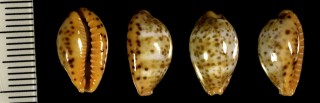 ハンフレーダカラ Palmadusta humphreysii small