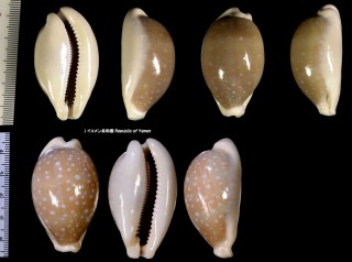 アデンダカラ(シロホシダカラ) Lyncina camelopardalis small