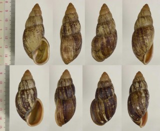 マレアカネマイマイ (仮称) Placostylus mareanus small