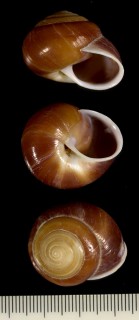 インセイマイマイ (仮称) Thersites incei small