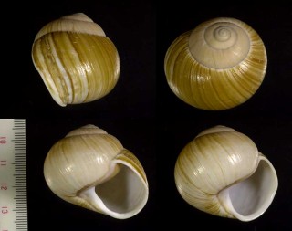 メロンマイマイ Xanthomelon pachystylum small