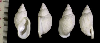 タテジワミミクチマイマイ (仮称) Otostomus vittatus small