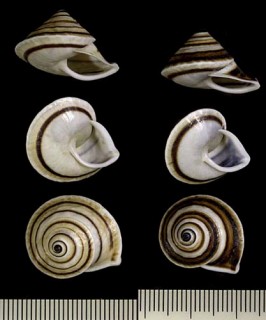 チャオビコマガタマイマイ （仮称） Oxychona lonchostoma small