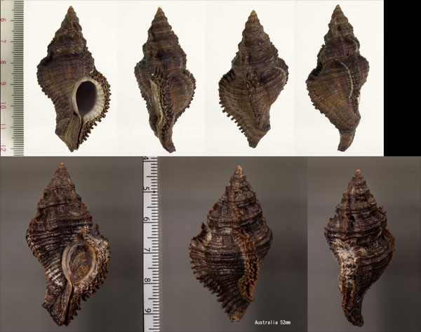 クリイロバショウ Chicoreus capucinus small