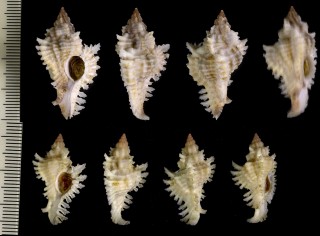 レースガンゼキボラ Chicoreus florifer dilectus small