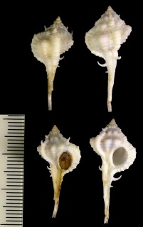 アメリカツブリボラ Haustellum rubidum rubidum small