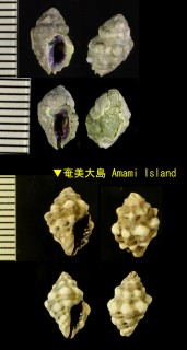 シロイボレイシダマシ Morula nodicostata small