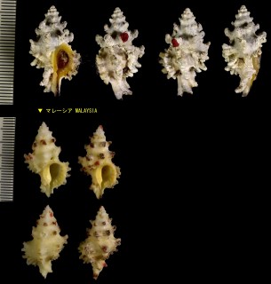 リュウキュウヨウラク Muricopsis noduliferus small