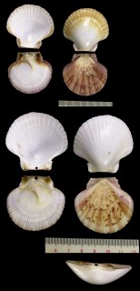 イナズマイタヤ Pecten ziczac small