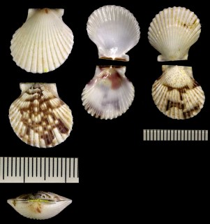 ハワイヒヨク Haumea juddi small