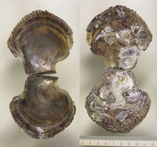 マクガイ 膜貝 Isognomon ephippium small