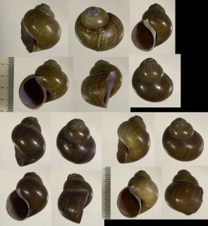 ヒダリマキタニシ Lanistes ovum small