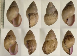 クチムラサキマイマイ Burtoa nilotica small
