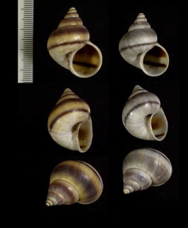 マダガスカルのヤマタマキビ02 Tropidophora coquandiana small